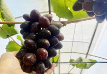 Mengenal Anggur Cherry Crystal sang Primadona di Duta Pengangguran