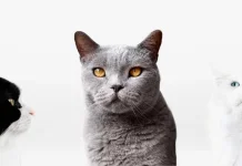 Sterilisasi Kucing Efektif Tingkatkan Kesehatan dan Kendalikan Populasi Liar