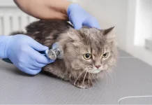 Perhatikan Syarat Sterilisasi Kucing Demi Keselamatan dan Kesehatan Hewan