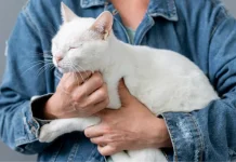 Sterilisasi Kucing Ciptakan Lingkungan Sehat Nyaman bagi Semua