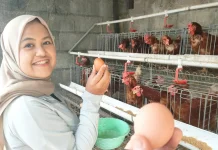Halo RRI: Permintaan Naik, Harga Telur Berangsur Pulih
