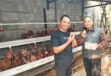 Halo RRI: Surplus Produksi Picu Anjloknya Harga Telur hingga Rp16 Ribu