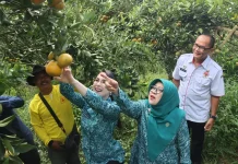 Panen Jeruk Keprok Siyam Wagir, Arumi Bachsin Puji Kualitas Agrowisata Malang