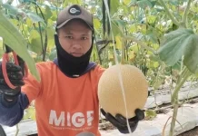 Zakat Produktif YBM BRILiaN, Buruh Tani di Poncokusumo Malang Panen 5,2 Ton Melon