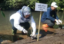 Pemkab Probolinggo Tanam 500 Bibit Mangrove di Pantai Duta