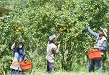 Asyiknya Wisata Petik Jeruk di Desa Wonosari Tutur