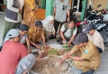 Tembakau Paiton Terkena Penyakit Ker ker