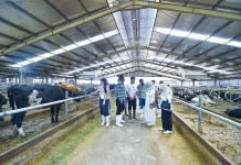 58 Tahun, KUTT SUKA Makmur Grati Hasilkan Susu Segar Standar Industri