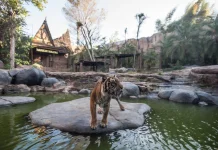 Batu Secret Zoo Perkuat Konservasi Harimau di Hari Harimau Sedunia