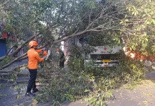 Pasca Pohon Tumbang, Jalur Malang - Blitar Kembali Normal