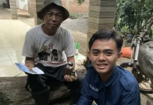 Dampingi Peternak Sapi Perah, UB Gagas  Daun Sirih Jadi Solusi Cegah Mastitis