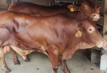 Perumda Tunas Siapkan 100 Sapi Impor Stabilkan Harga
