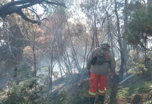 Kebakaran Hutan dan Lahan di Bromo Meluas Sampai ke Kabupaten Pasuruan