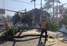 Pohon Tumbang Timpa Pengendara Motor di Alun-Alun Kota Blitar