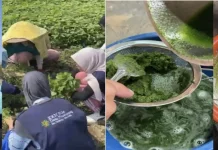 KKN MAs Kelompok 80 Kenalkan Ragam Olahan Bayam di Desa Pandanajeng