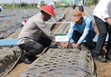 1,5 Hektare Lahan di Wagir Kabupaten Malang Ditanami Bawang Putih