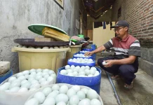 Puluhan Tahun, Kampung Bebek Tawangsari Bertahan Sebagai Sentra Telur Asin