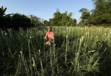 Petani Bunga Sedap Malam di Kecamatan Rembang, Panen Raya