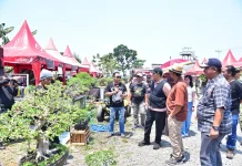 Dorong Flora Endemik Tembus Ekspor, Pamnas Bonsai Pasuruan Dibidik Agenda Tahunan