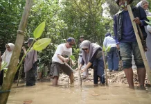 PKKMB FISIP UNIRA Malang Diisi Aksi Tanam 1.000 Mangrove di Pantai Kondangmerak