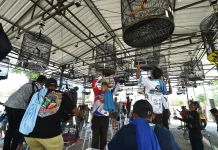 Tahun Kedua. Pemkab Pasuruan Kembali Gelar Festival Burung Berkicau 2026