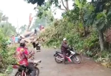 Pohon Tumbang Tutup Akses Utama Pujiharjo Tirtoyudo Malang Selatan