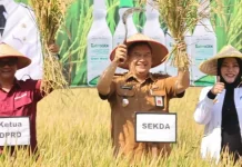 Petani Trenyang Sumberpucung Malang Panen Raya Padi Organik Sukma