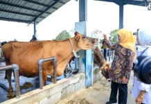 Gubernur Khofifah Dorong Populasi Sapi Perah UPT Batu Jadi 200 Ekor