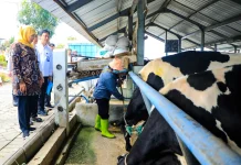 Khofifah Tekankan Ketersediaan Pakan untuk Pengembangan Sapi Perah