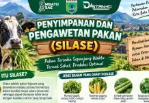 Distan-KP Kota Batu Dorong Peternak Manfaatkan Silase