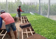 Petani Ngantru Kembangkan Bibit Cabai dengan Sistem Pottray