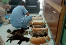 Pemkot Malang Sterilisasi 60 Kucing Jantan, Kendalikan Populasi Hewan