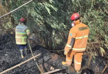 Kebakaran Lahan Bambu di Cemorokandang, 200 Meter Persegi Terdampak