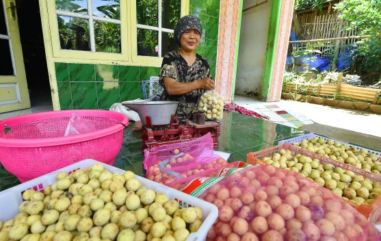 Petani Duku Rejoso Mulai Panen Raya