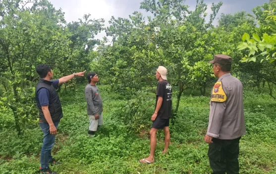 Pencuri Jeruk di Poncokusumo Malang Ditangkap Polisi