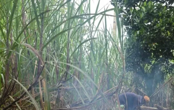 Jerit Petani Kabupaten Malang di Balik Bantuan Bibit Tebu