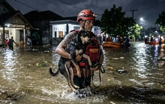 Bencana Datang, Jangan Lupakan Hewan Peliharaan