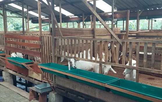 Temas Jaya Farm Hadirkan Edukasi Peternakan bagi Pemula