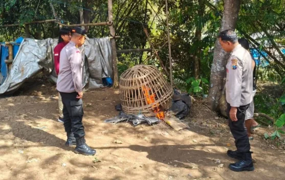 Polsek Gedangan Gerosok Judi Sabung Ayam