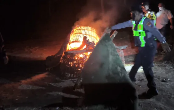 Judi Sabung Ayam di Singosari Tersembunyi di tengah Perkebunan