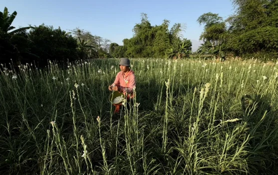 Petani Bunga Sedap Malam di Kecamatan Rembang, Panen Raya