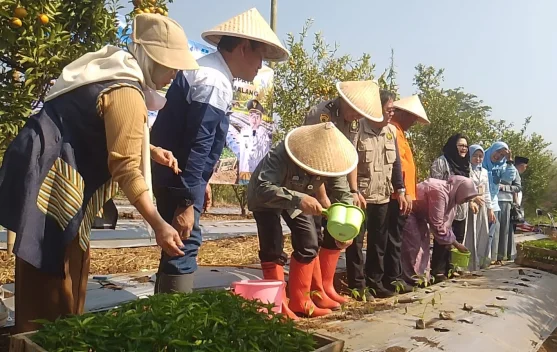Produksi Cabai Malang Ditargetkan 71 Ton, Pasokan Luar Daerah Tetap ...