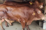 Impor Sapi Keempat Tiba, Pemkot Malang Tambah Pasokan Daging