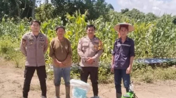 Polsek Malinau Selatan Dorong Petani Tingkatkan Panen Jagung