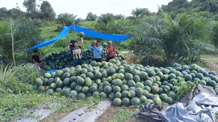 Berkah Ramadan, Panen Semangka di Malinau Melimpah