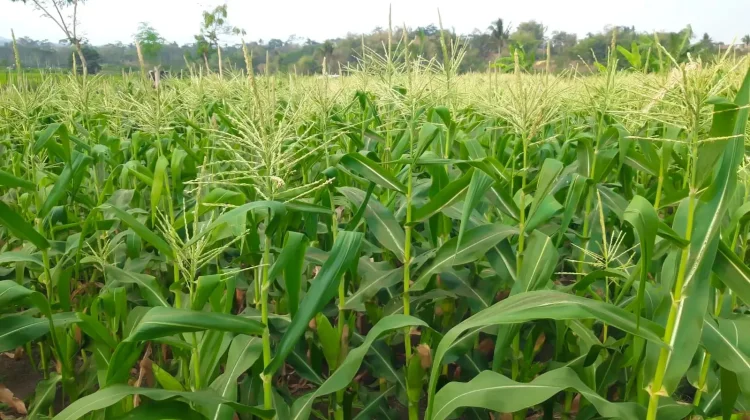 Tingkatkan Produksi Jagung, Dinas Pertanian Malinau Terima Usulan Polres Malinau
