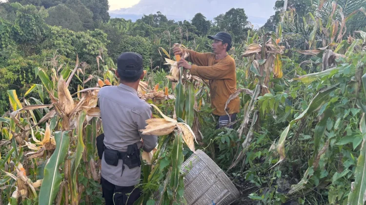 Polres Malinau Gencarkan Gerakan Tanam Jagung, Dinas Pertanian Akui Terbantu