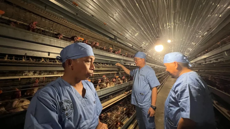 Kunjungi Sidrap, Bupati Tertarik Tiru Peternakan Ayam Petelur