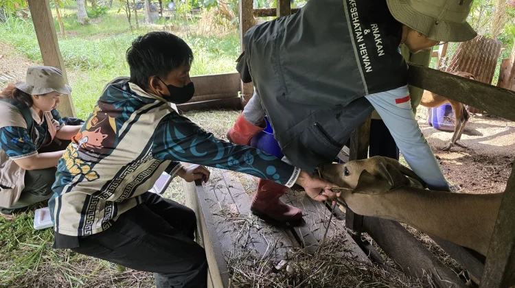 Cegah PMK, Vaksinasi Hewan Ternak Ditingkatkan