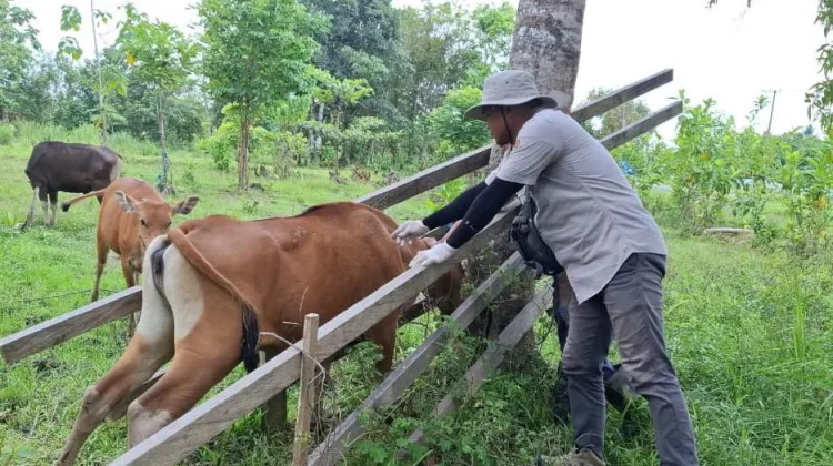 Jelang Iduladha, Dinas Pertanian Malinau Jaga Kesehatan Hewan